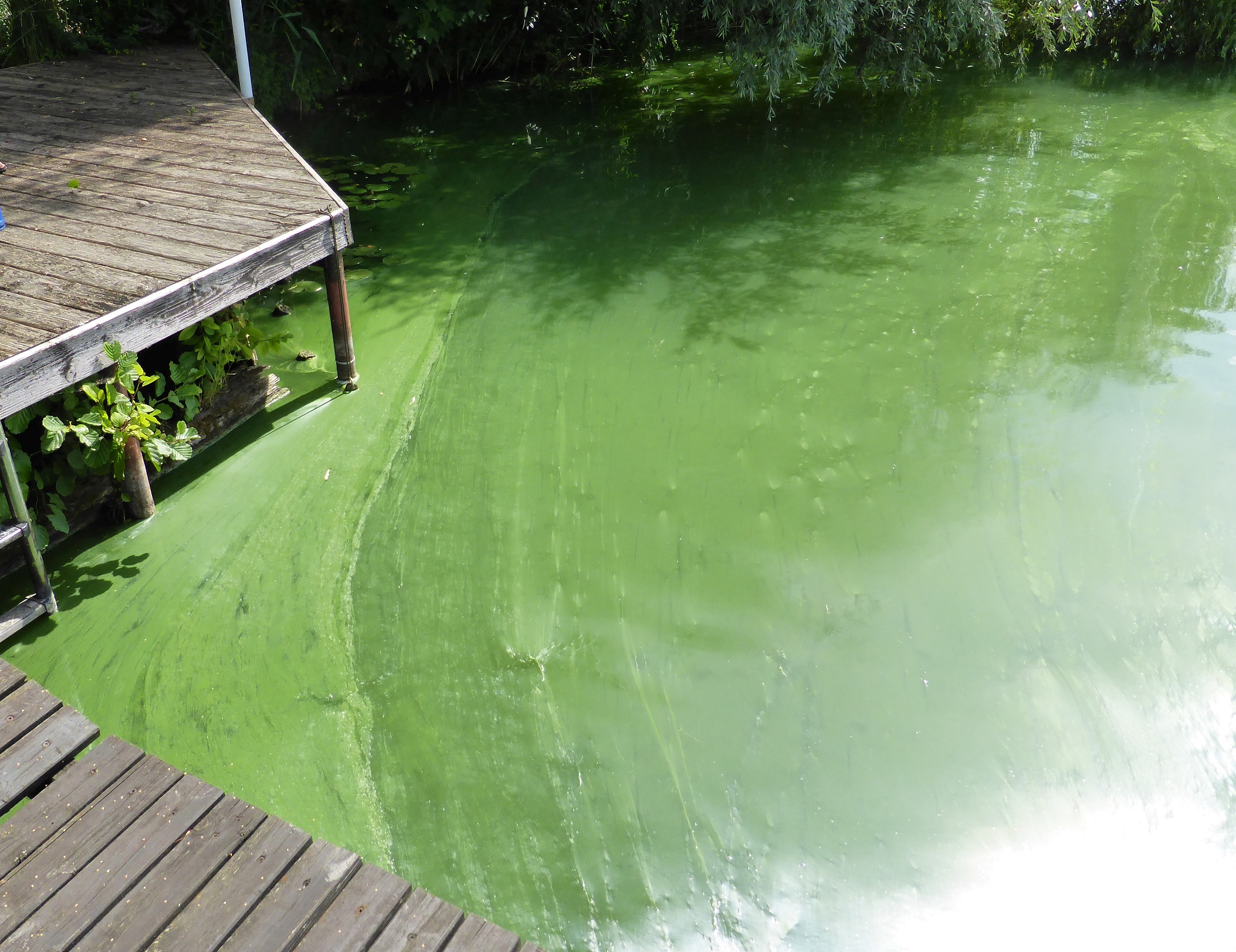 Massenentwicklungen von Blaualgen bilden Aufrahmungen am Ufer eines EU-Badegewässers. Meist ist die Folge übler Gestank und die Bildung von Blaualgentoxinen, die das Baden nicht möglich machen.