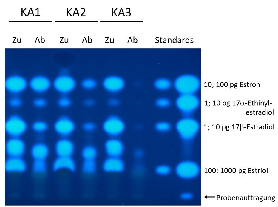 Die Abbildung zeigt estrogene Effekte in drei Abwasserproben, die mit dem planaren Yeast estrogen screen gemessen wurden. Die Proben sind in Spuren aufgetragen – die Zulaufprobe einer Kläranlage links, die dazugehörige Ablaufprobe rechts daneben. Ganz rechts sind zwei Spuren mit Referenzsubstanzen aufgetragen. Die Referenzsubstanzen sind Estron, aufgetragen 10 und 100 pg, 17-Estradiol und 17-Ethinylestradiol je 1 und 10 pg sowie 100 und 1000 pg Estriol. Nach der biologischen Testung sind Substanzen mit estrogenem Potenzial als blaue, linsenförmige Fluoreszenzsignale sichtbar. In allen Spuren zeigen sich mehrere Signale, die sich aufgrund ihrer Position zum Teil den Referenzsubstanzen zuordnen lassen. Die Aktivitätsprofile der Zulaufproben sind in allen drei Kläranlagen sehr ähnlich. Die Signalintensitäten in den Ablaufproben jedoch nehmen von der Kläranlage 1 zur Kläranlage 3 hin ab und deuten damit an, dass die Eliminationseffizienz für estrogene Verbindungen in den untersuchten Kläranlagen unterschiedlich ist.  