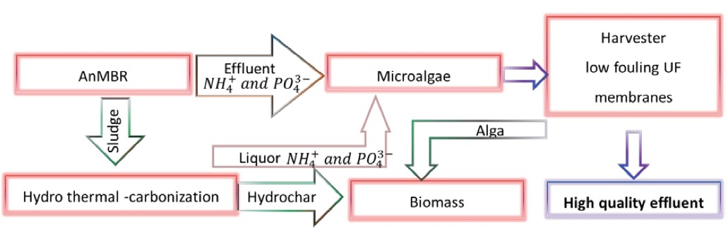 An anaerobic membrane bioreactor (AnMBRA) is coupled with an algae reactor to provide nutrients. The resulting sewage sludge from the AnMBRA is converted to hydrochar by hydrothermal carbonization and also provides further nutrients for algae production. A harvesting system concentrates the algal biomass for later commercial use. This produces further aqueous concentrate (effluent) for utilization.