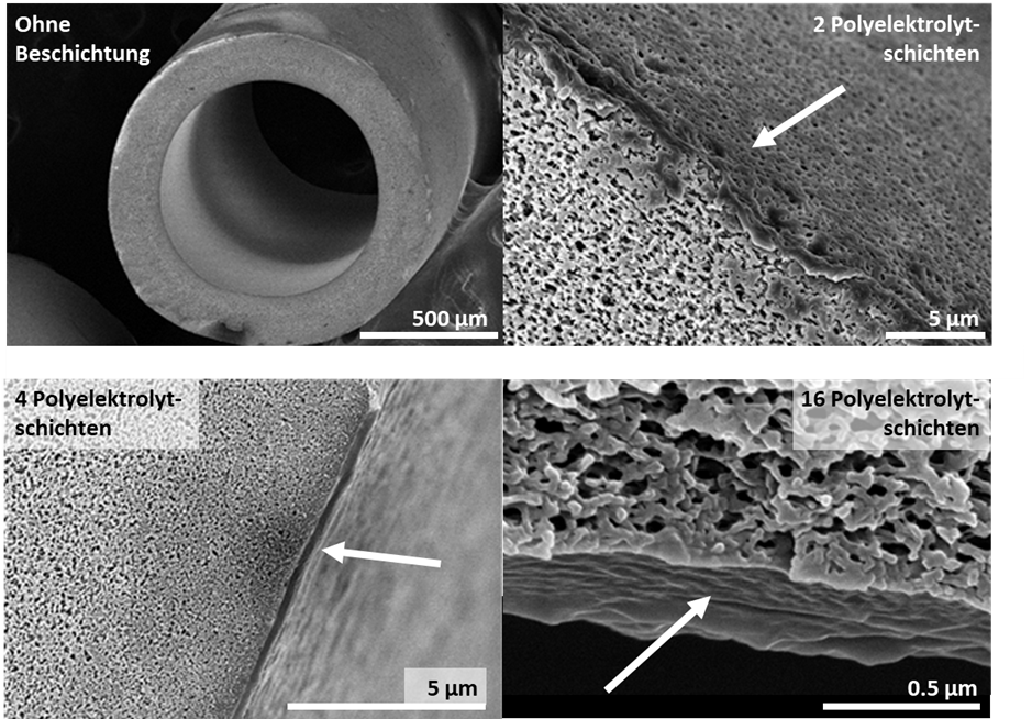 Auf der Grafik sind vier Bilder zu sehen. Es handelt sich um Rasterelektronenmikroskop (REM) Aufnahmen vom Querschnitt hergestellter kapillaren Nanofiltrationsmembranen. Auf dem Bild oben links ist der Querschnitt einer Kapillaren ohne Beschichtung zu sehen. Dieses hat die geringste Auflösung. Die Referenzlänge beträgt 500 µm. Auf den anderen Bildern sind Querschnitte von den hergestellten Nanofiltrationsmembranen dargestellt, diese sind wesentlich höher aufgelöst. Man sieht jeweils ein Bild von einer Membran mit 2 Polyelektrolytmultischichten und mit 4 Polyelektrolytmultischichten, bei diesen beträgt die Referenzlänge 5µm. Auf dem letzten Bild ist ein Membran mit 16 Polyelektrolytmultischichten dargestellt. Hier beträgt die Referenzlänge 0,5µm.