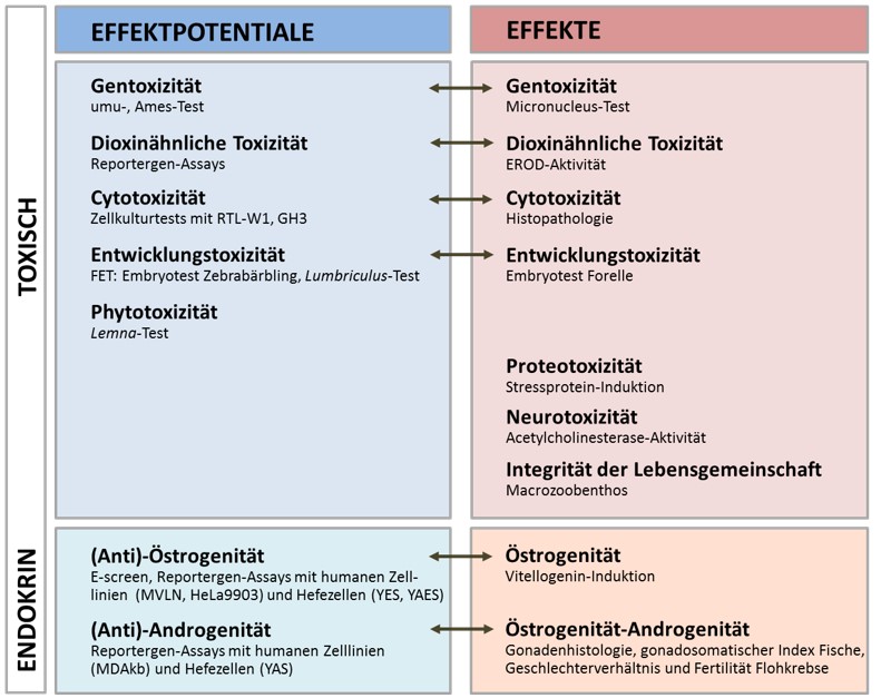 Range of methods used to demonstrate the success of the fourth treatment stage in a wastewater treatment plant for the ecosystem in the connected receiving water. Laboratory tests were used to investigate effect potentials with different effect endpoints in environmental samples (wastewater, surface water, sediment). At the same time, actual pollutant effects, some of which indicate similar mechanisms of action of groups of trace substances, were demonstrated in organisms exposed in the ecosystem (fish, invertebrates). The range of methods includes toxic (e.g. genotoxic, phytotoxic or developmental) and endocrine (e.g. estrogenic) endpoints. 