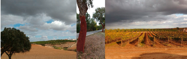 As part of the BMBF project HypoWave, a case study shows the economic viability of the HypoWave approach for the Portuguese village of Alentejo