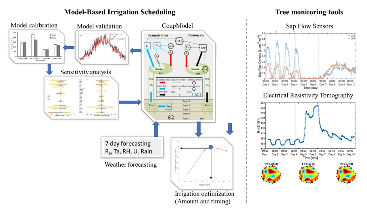 Illustration of the model-based irrigation scheduling approach using CoupModel.